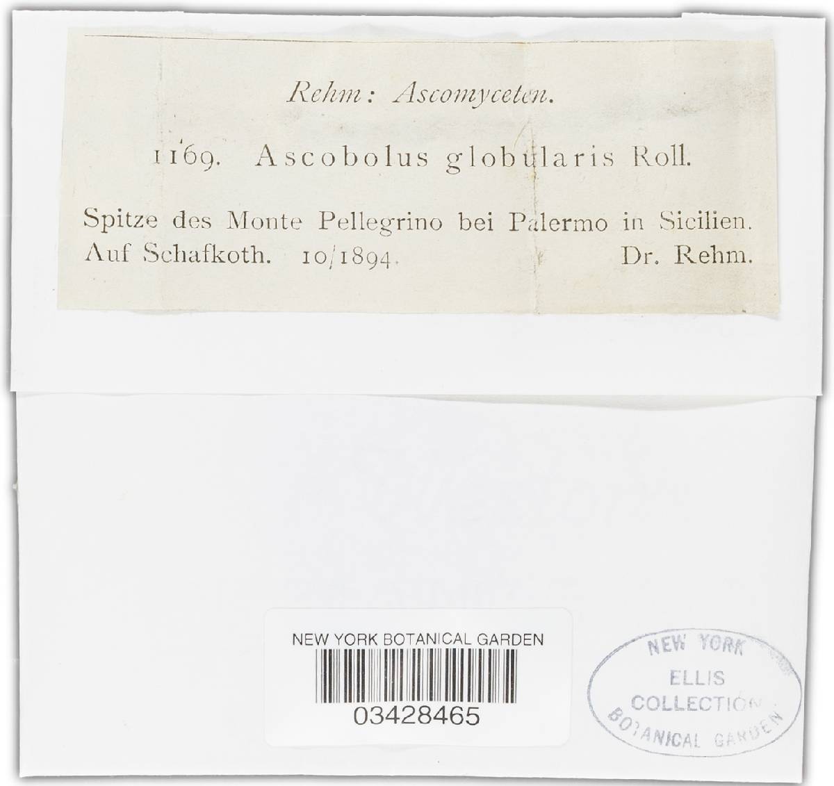 Ascobolus globularis image