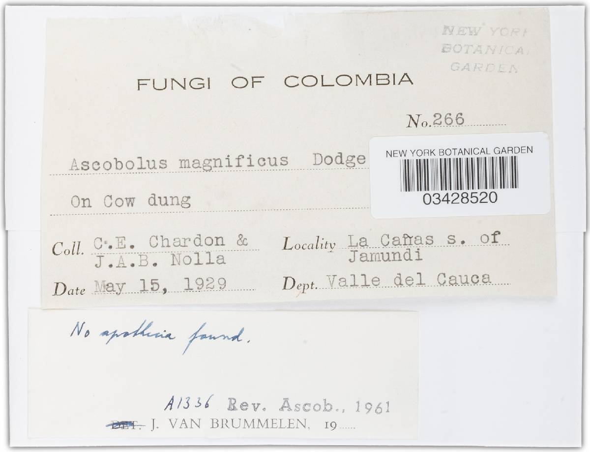 Ascobolus magnificus image