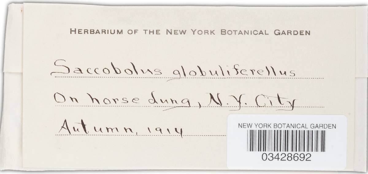 Saccobolus globuliferellus image