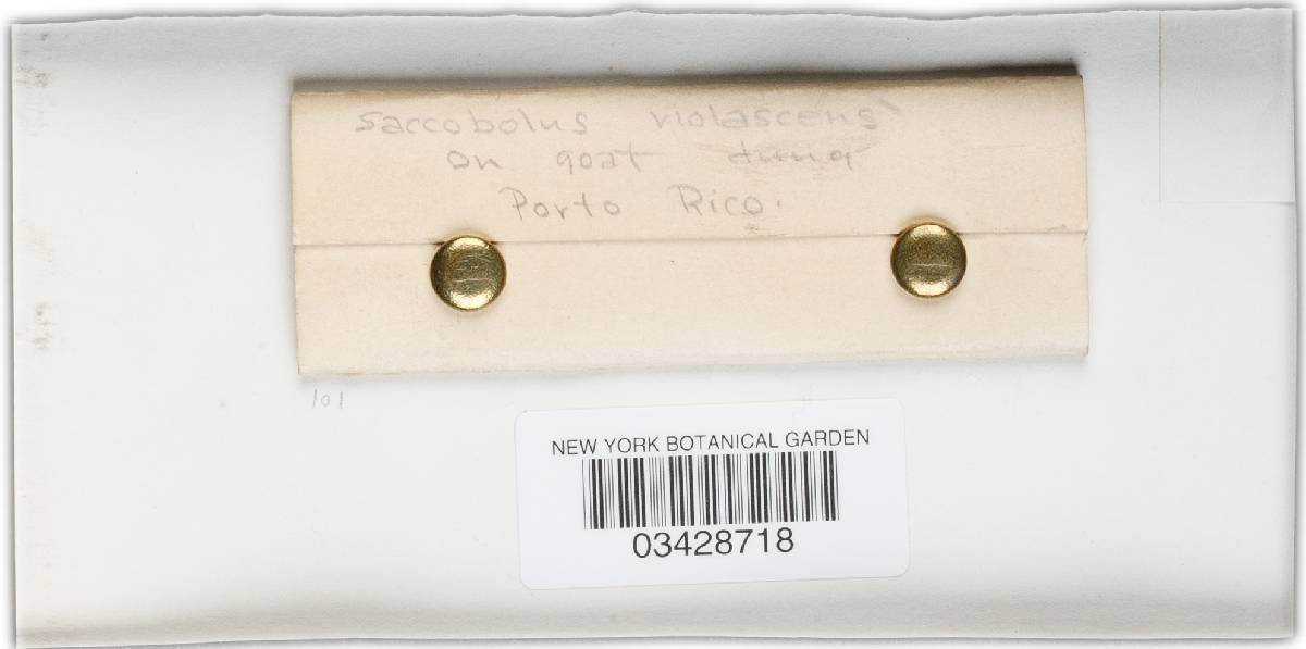 Saccobolus versicolor image