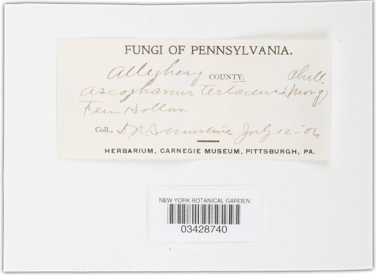 Iodophanus testaceus image