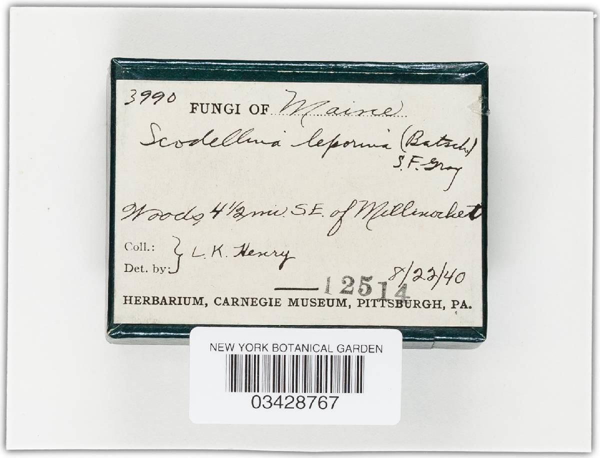 Otidea leporina image