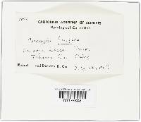 Caloscypha fulgens image