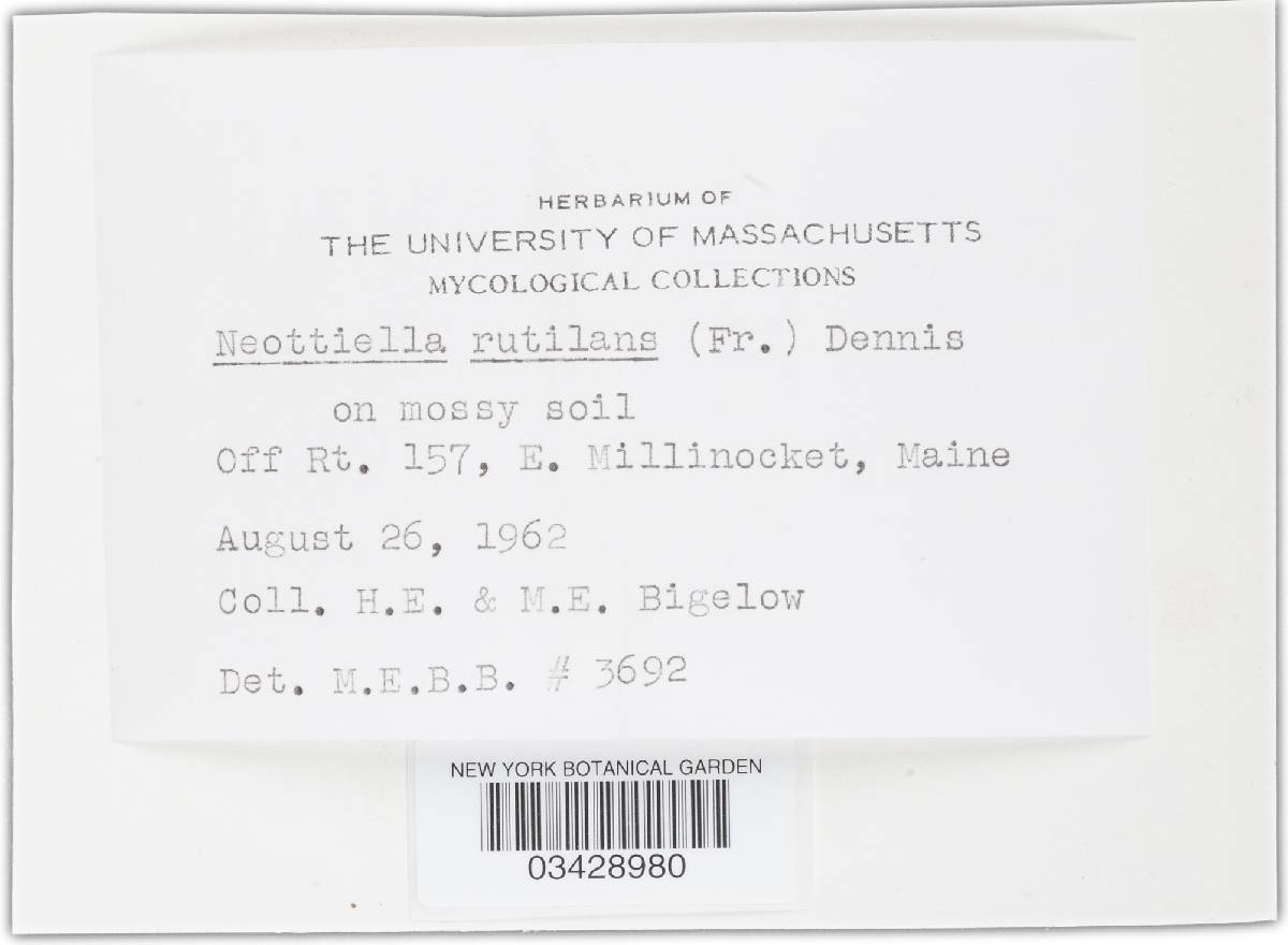 Neottiella rutilans image