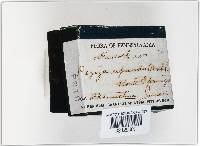 Peziza repanda image