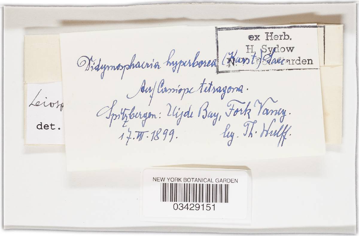 Leiosphaerella hyperborea image