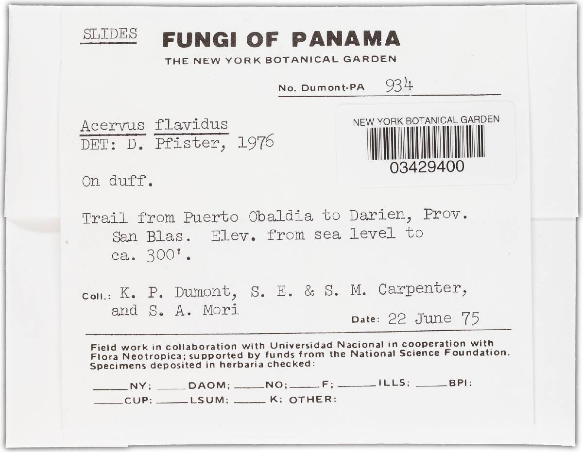 Acervus flavidus image