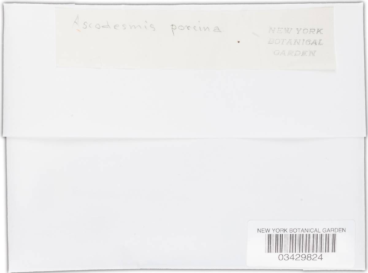 Ascodesmis porcina image