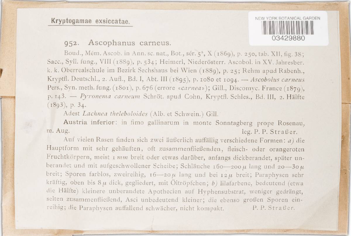 Iodophanus carneus image