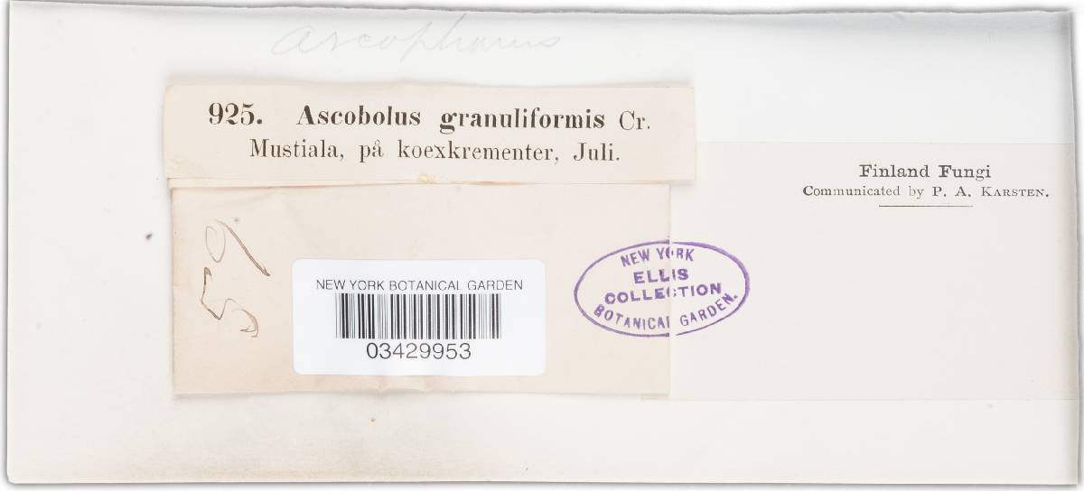 Coprotus granuliformis image