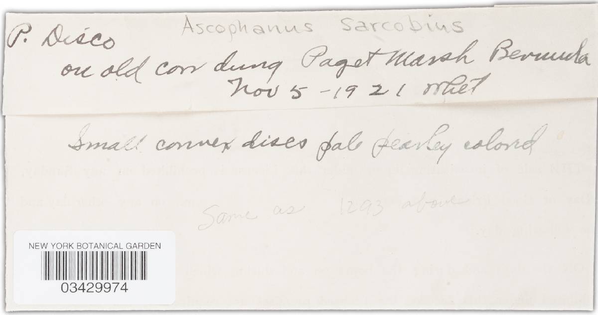 Ascophanus sarcobius image