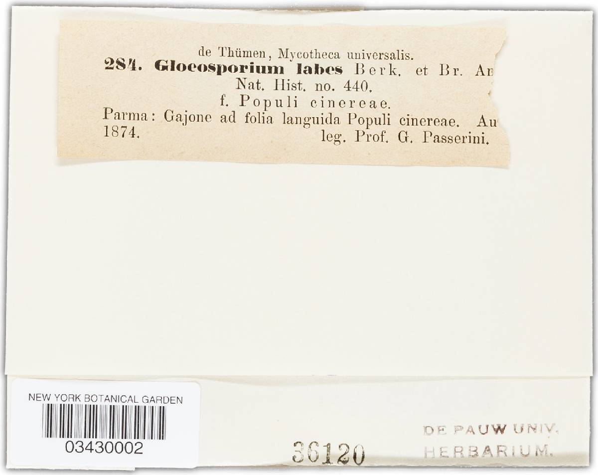 Gloeosporium labes image