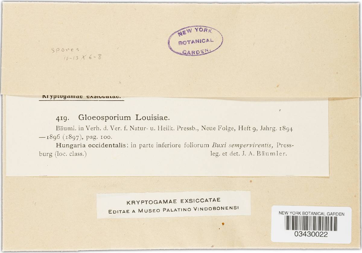 Gloeosporium louisiae image