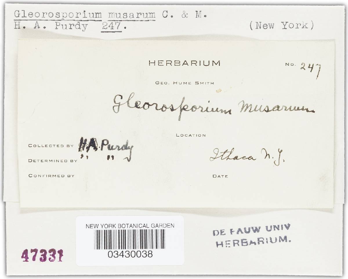 Gloeosporium musarum image