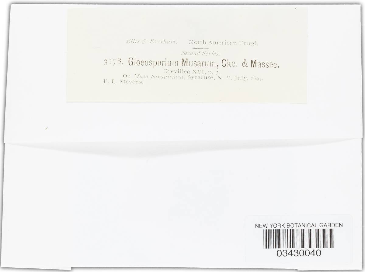 Gloeosporium musarum image