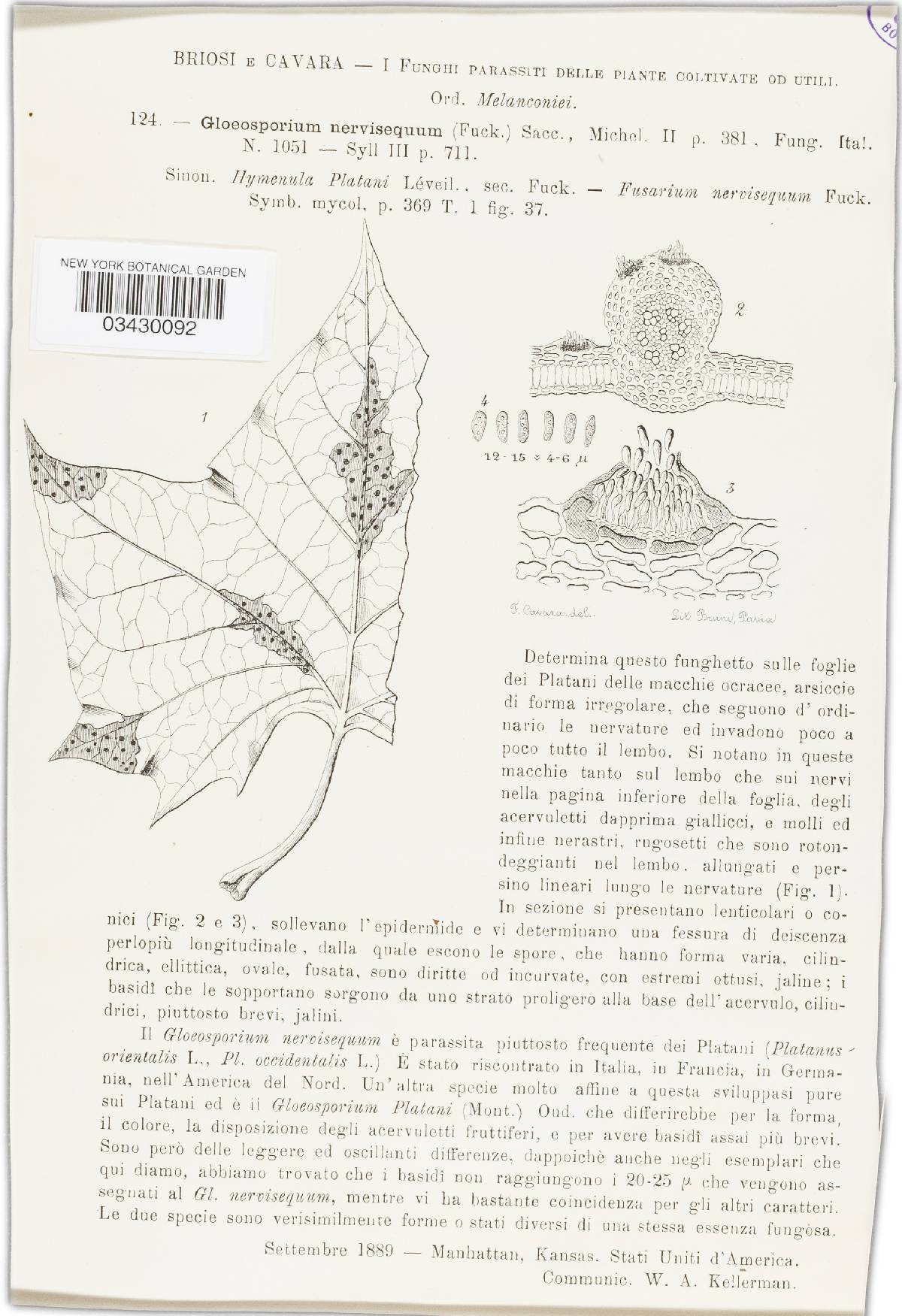 Apiognomonia veneta image