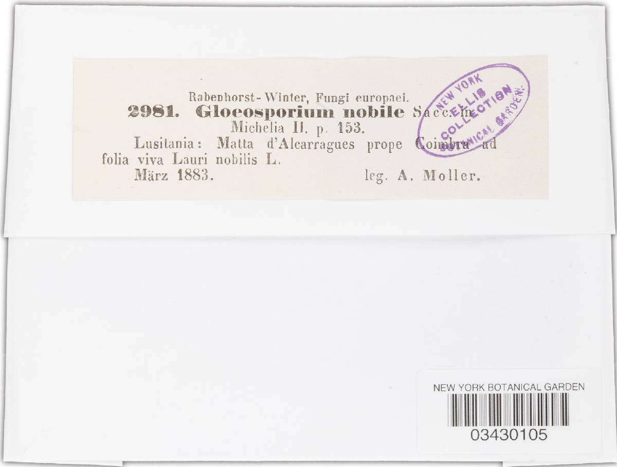 Gloeosporidiella nobilis image