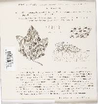 Gloeosporium populi-albae image