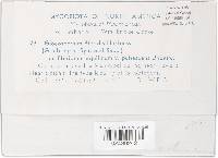 Cryptomycina pteridis image