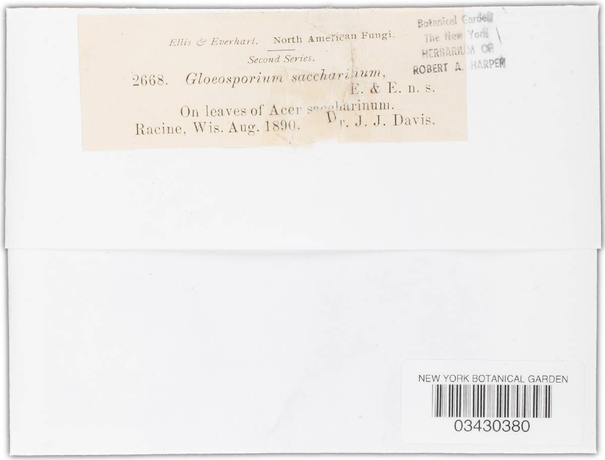 Gloeosporium saccharinum image