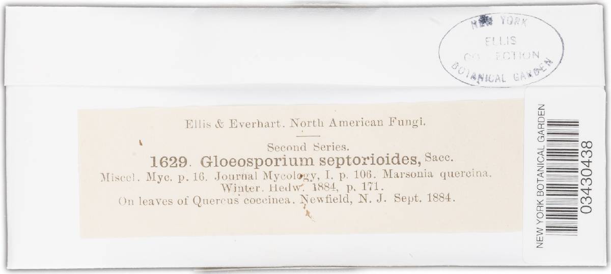 Gloeosporium septorioides image