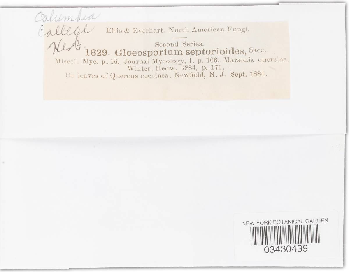 Gloeosporium septorioides image
