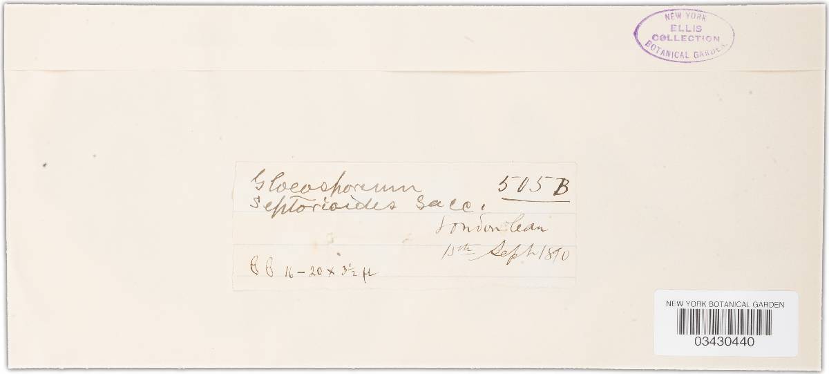 Gloeosporium septorioides image