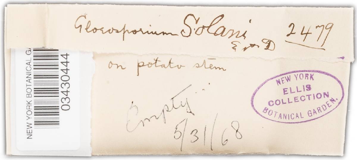 Gloeosporium solani image