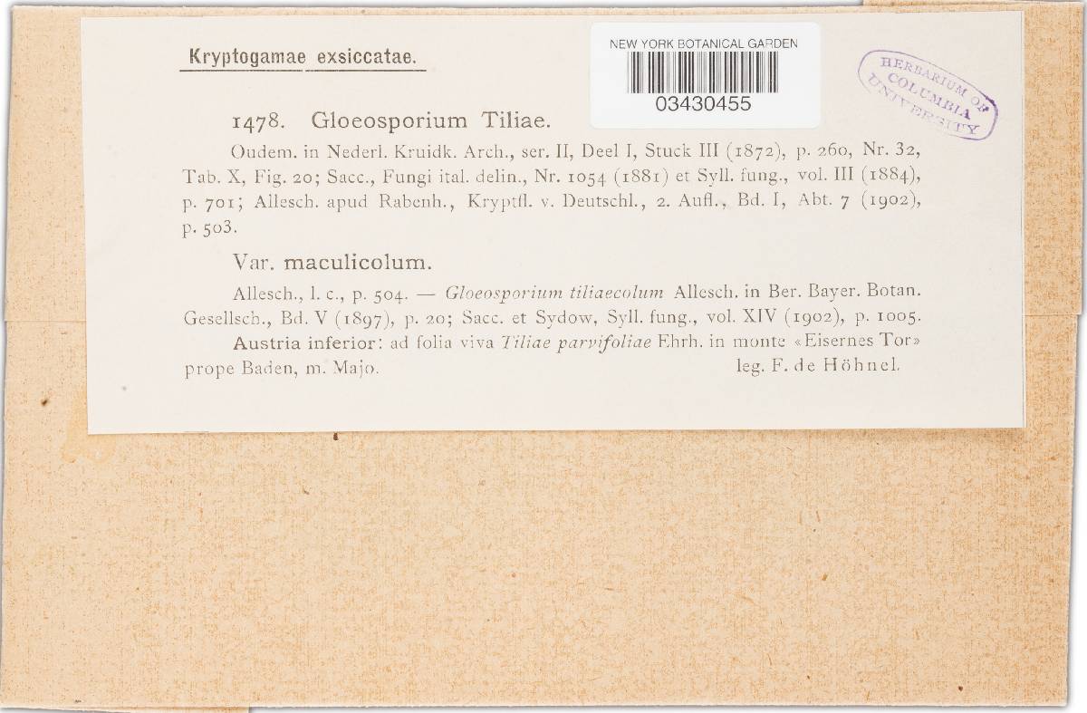 Apiognomonia image