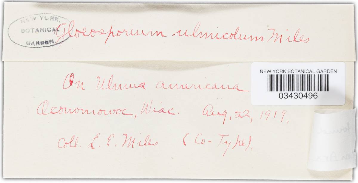Gloeosporium ulmicolum image