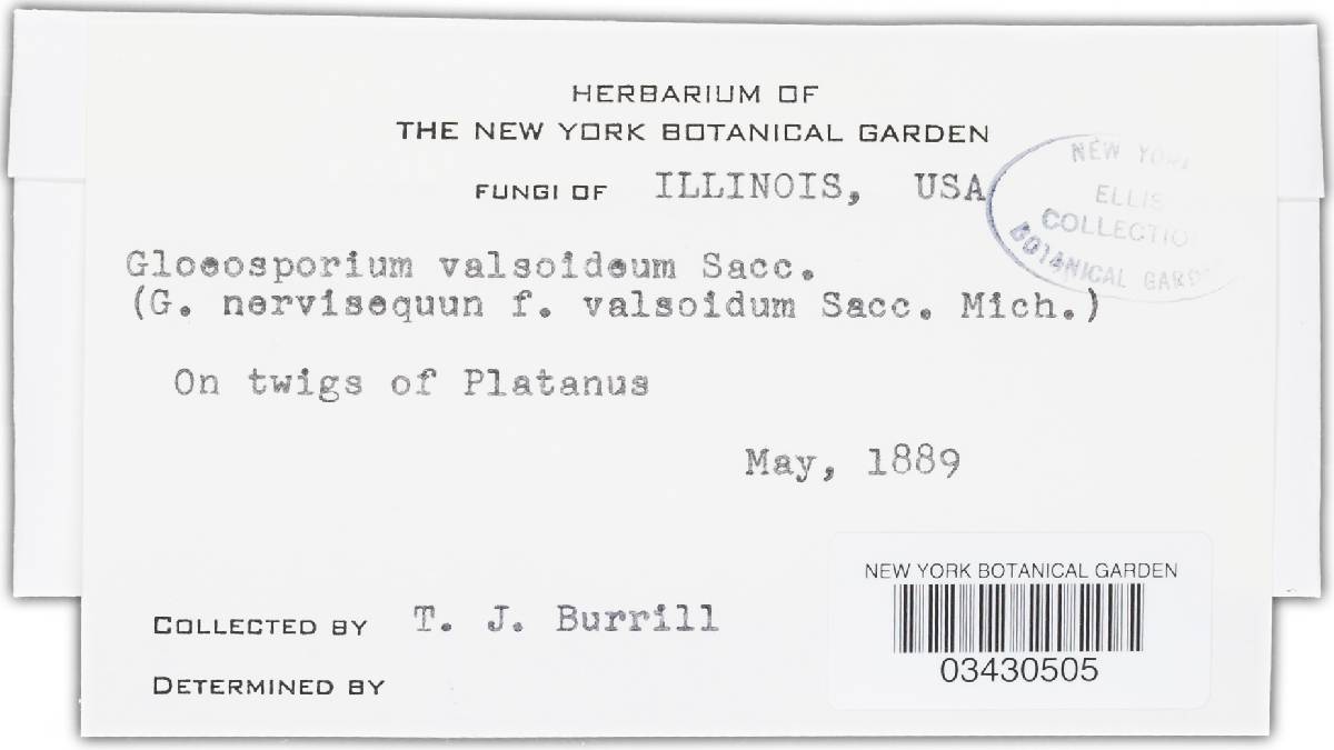 Gloeosporium valsoideum image