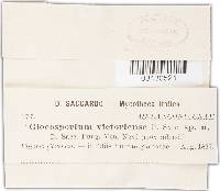 Gloeosporium victoriense image