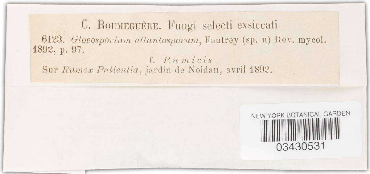 Gloeosporium vincetoxici image