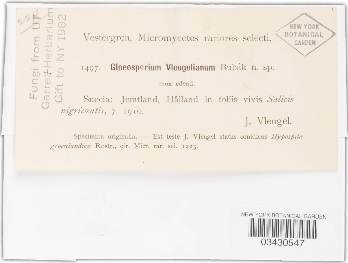 Gloeosporium vleugelianum image