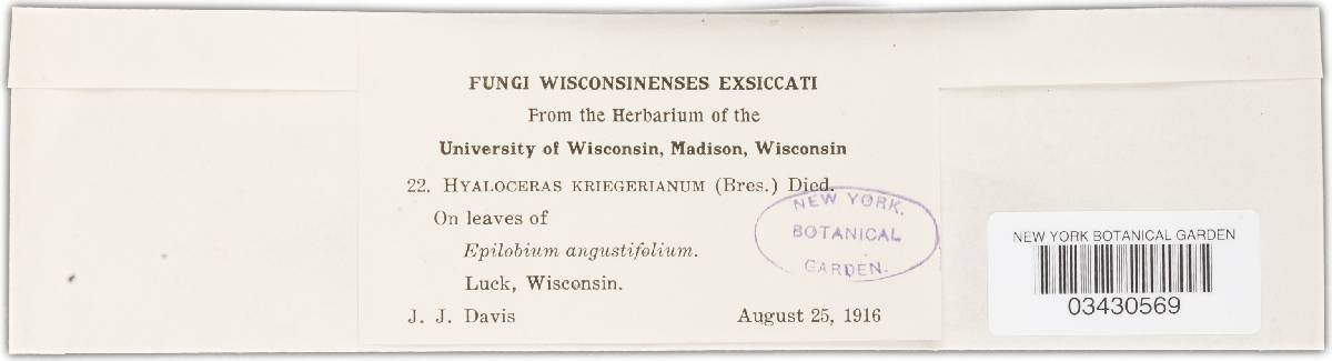 Discostroma callistemonis image