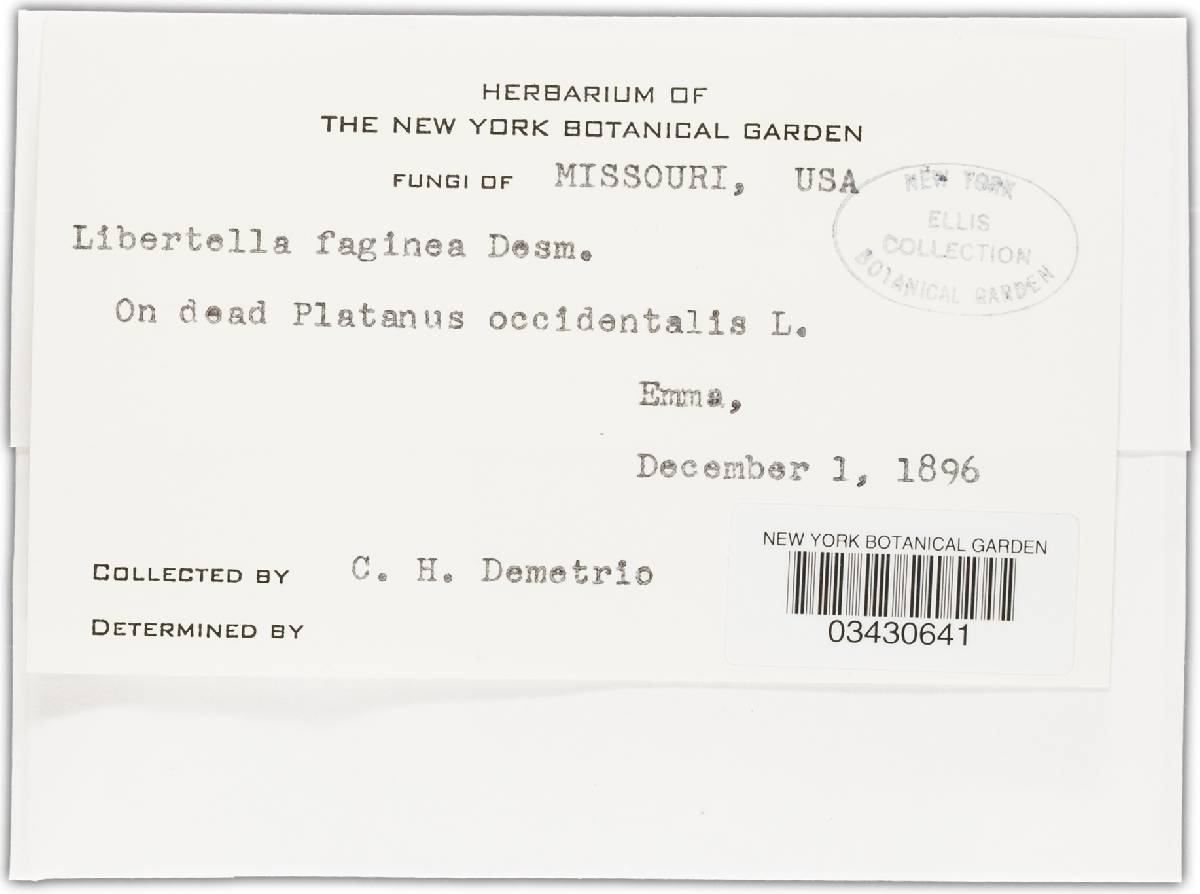 Libertella faginea image