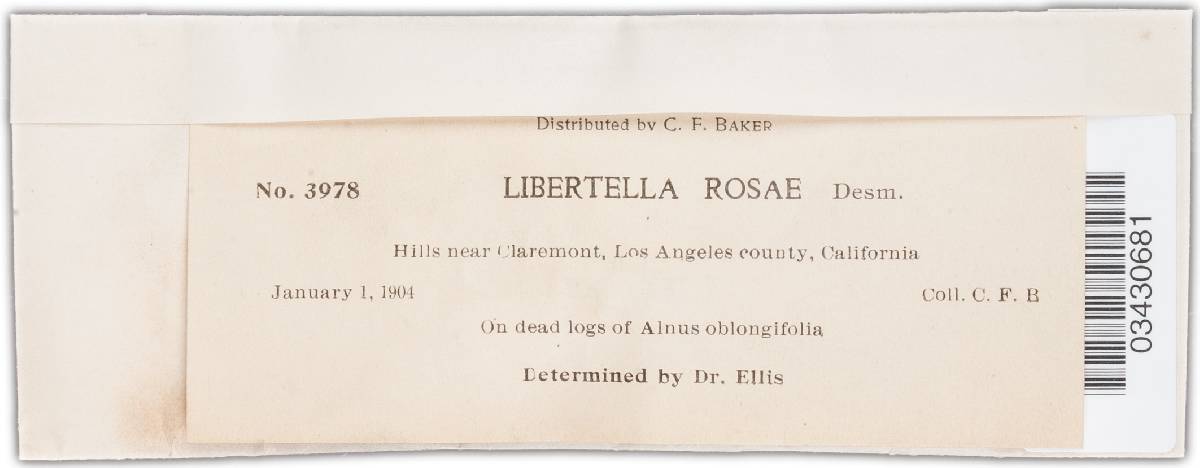 Libertella rosae image