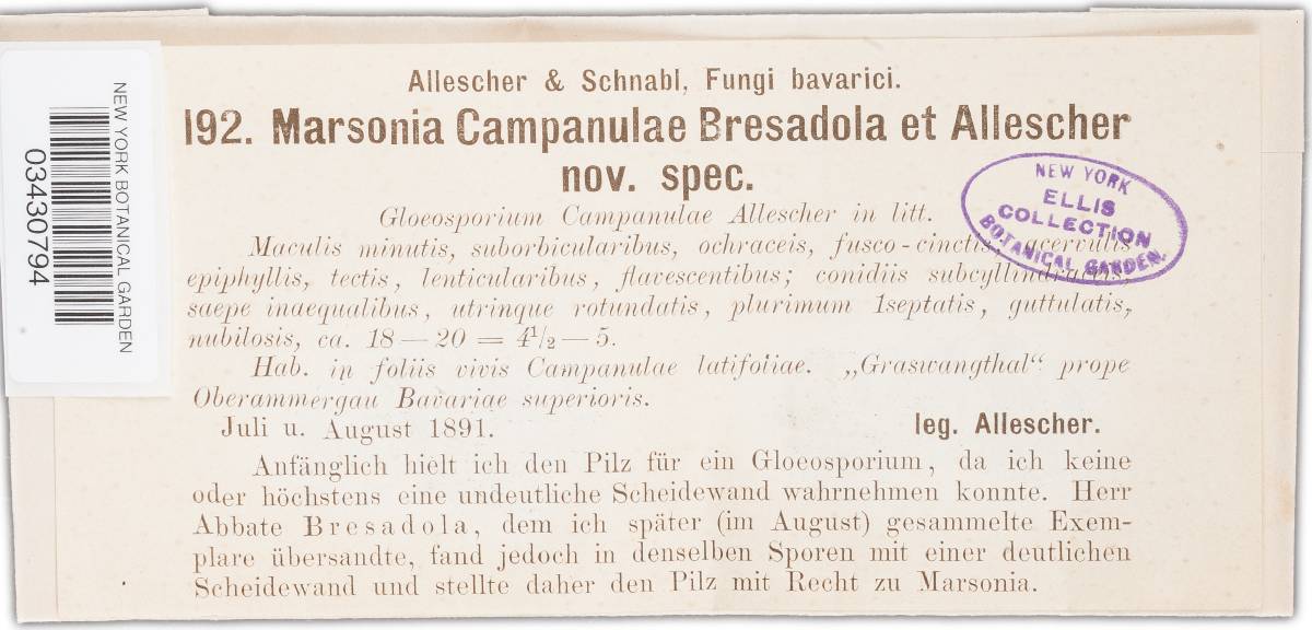Marssonina campanulae image