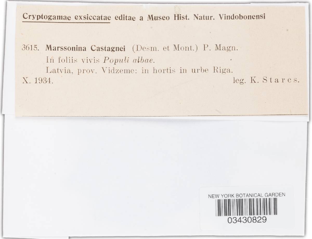 Drepanopeziza populi-albae image