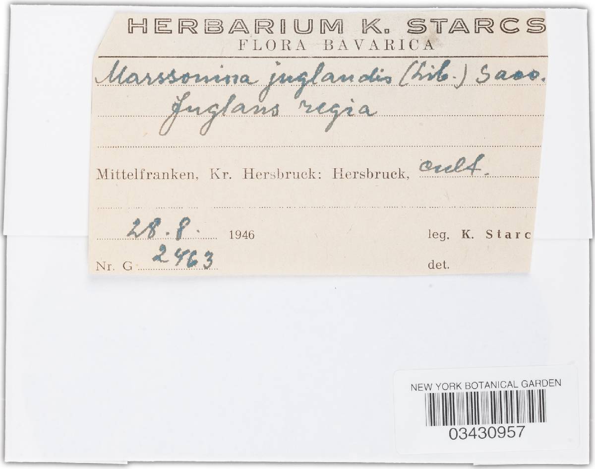 Marssonina juglandis image