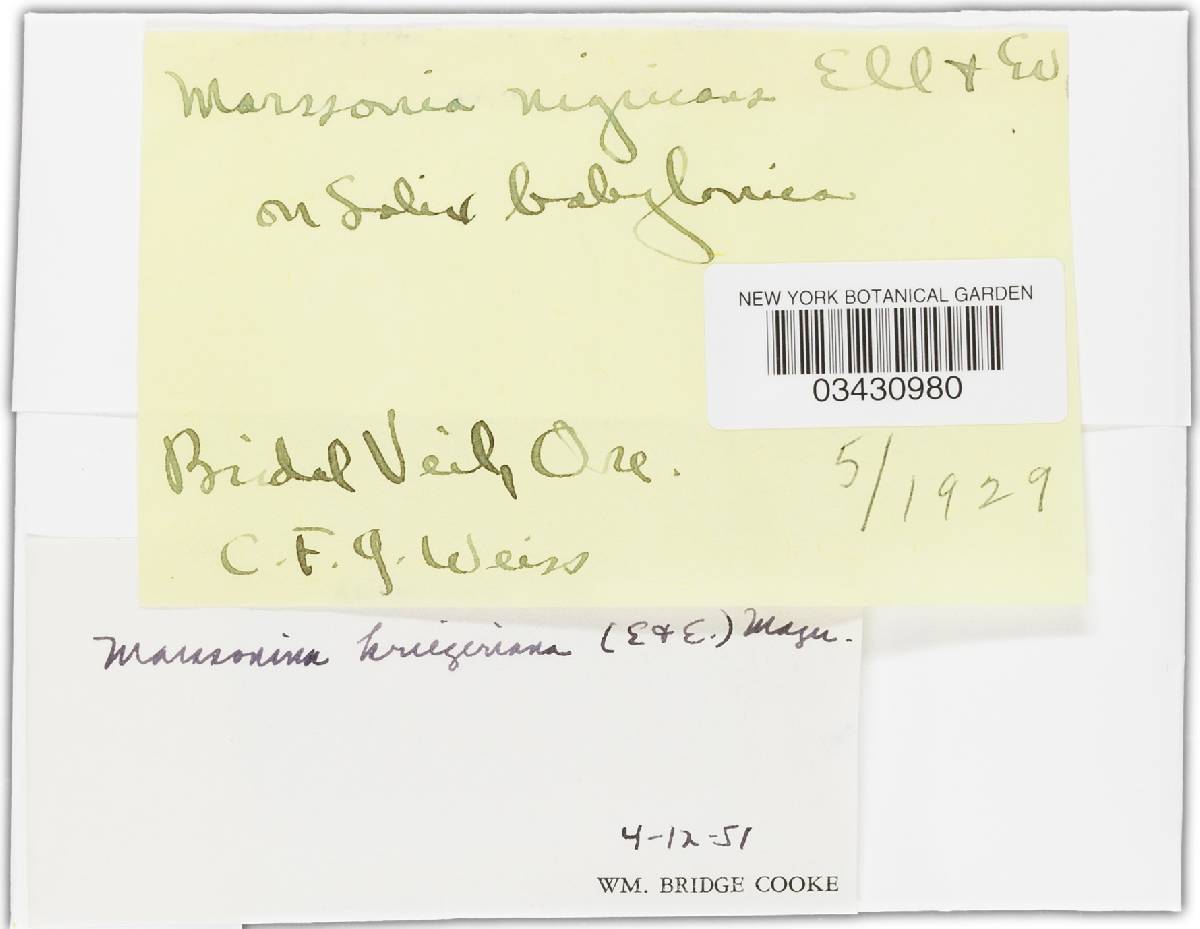 Marssonina kriegeriana image