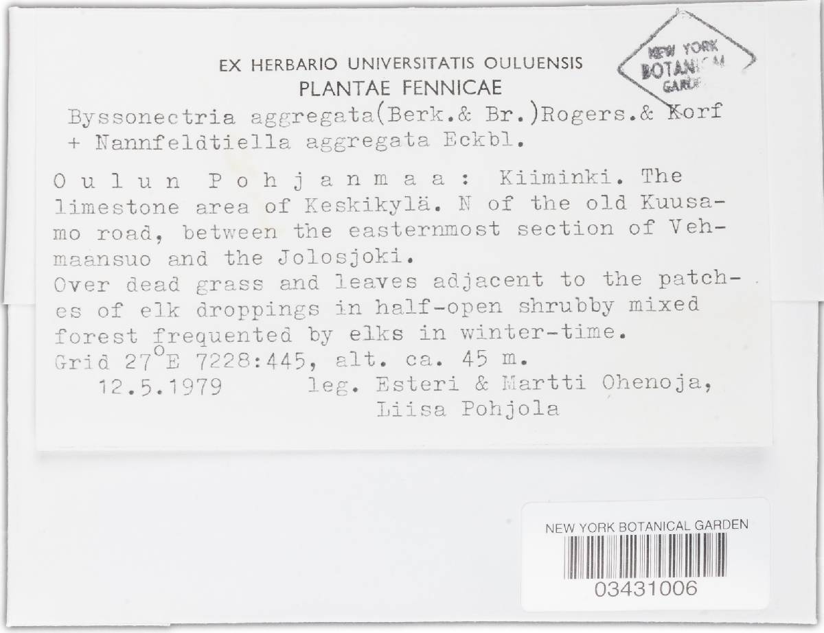 Byssonectria fusispora image
