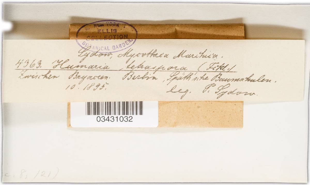 Byssonectria tetraspora image