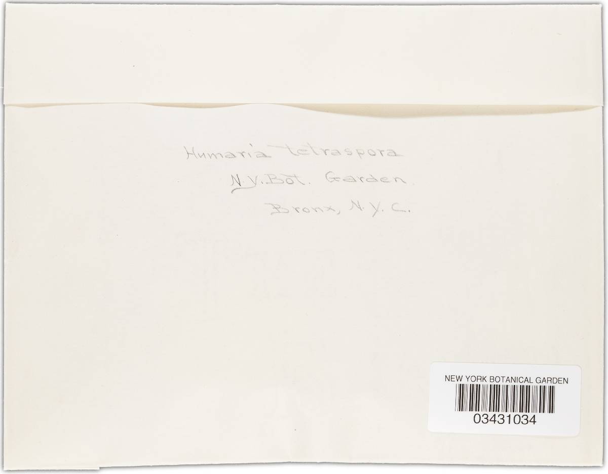 Byssonectria tetraspora image