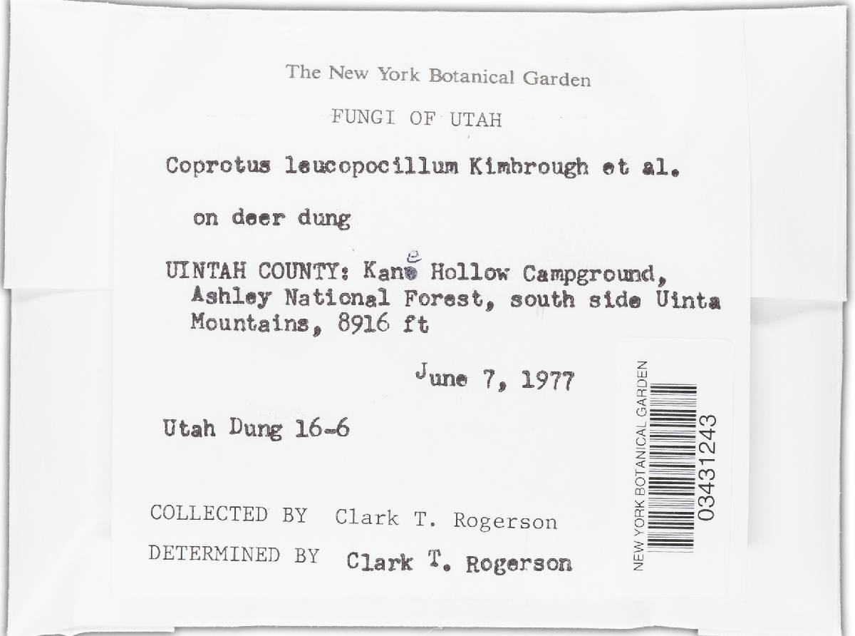 Coprotus leucopocillum image