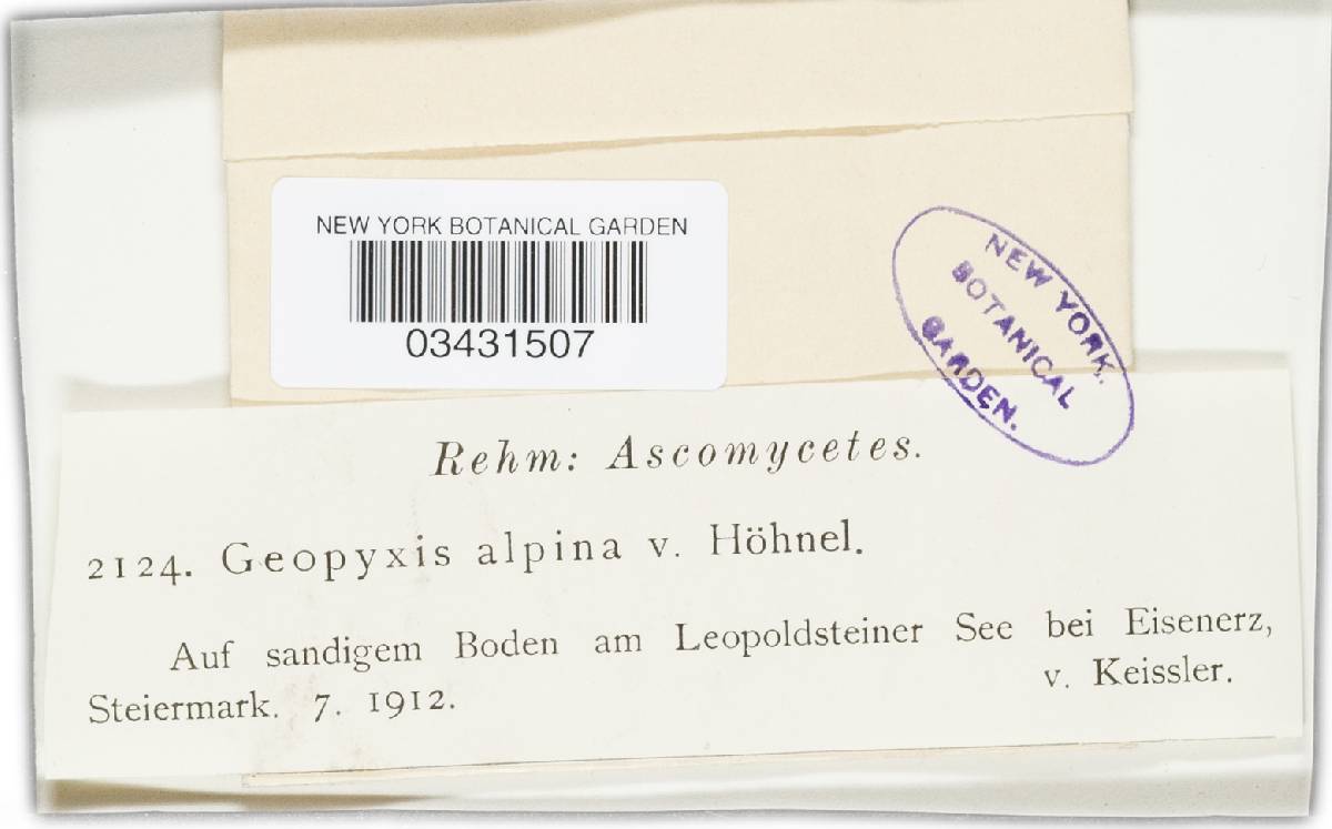 Geopyxis alpina image
