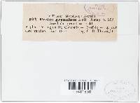 Cheilymenia granulata image