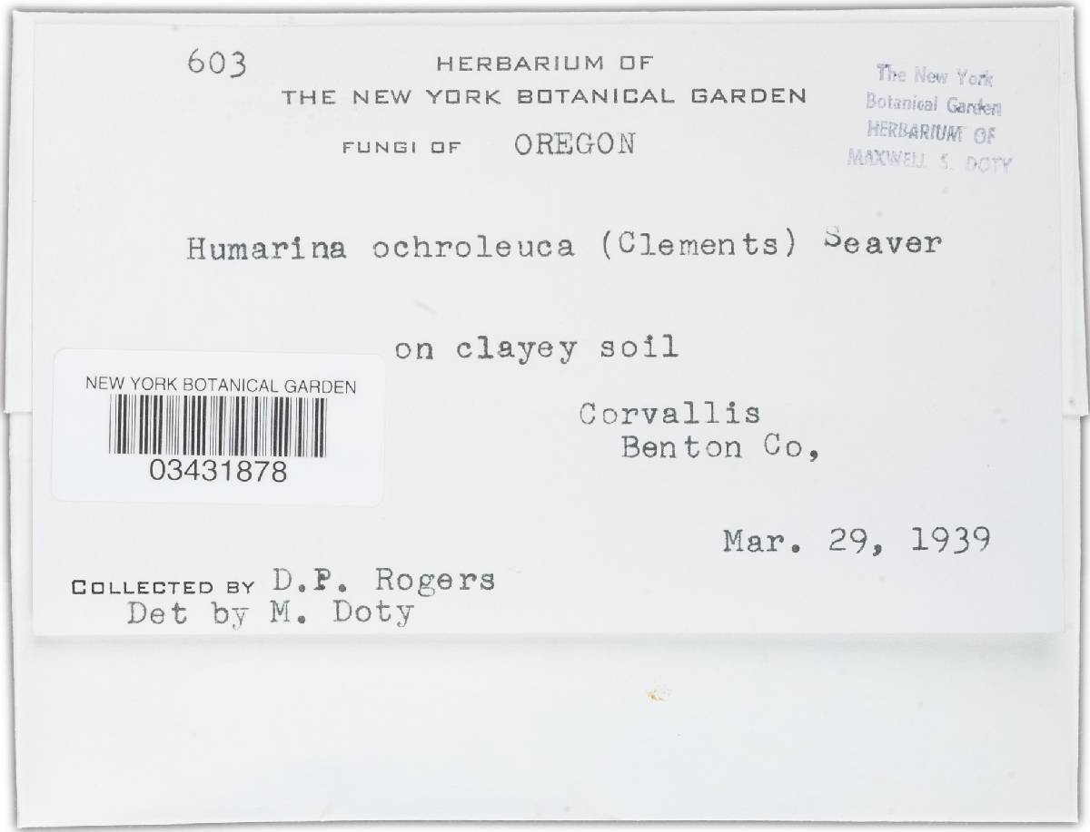 Humarina ochroleuca image
