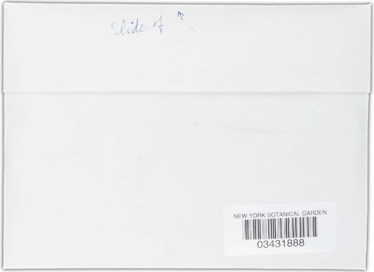 Humarina orthotricha image