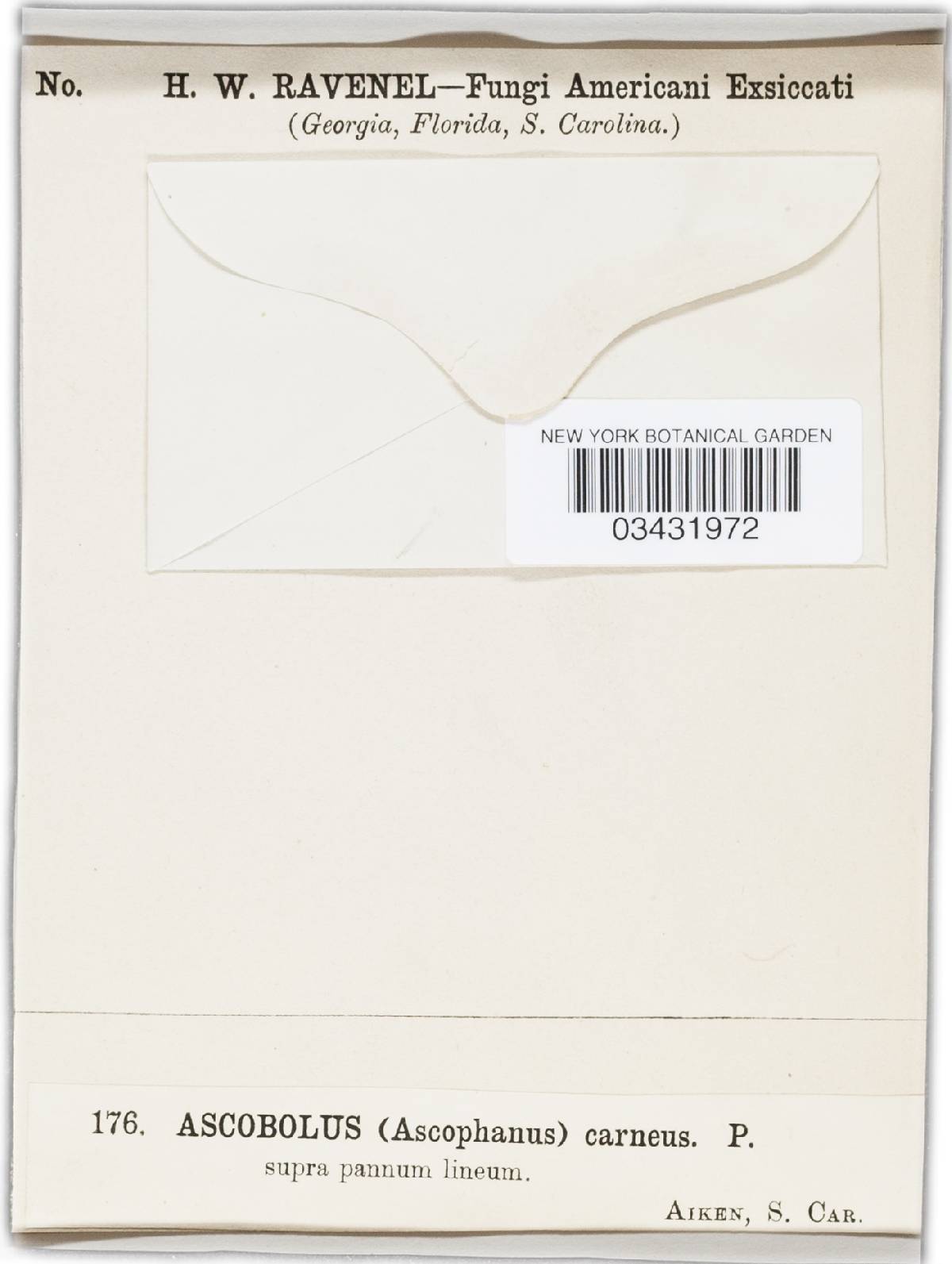 Iodophanus testaceus image